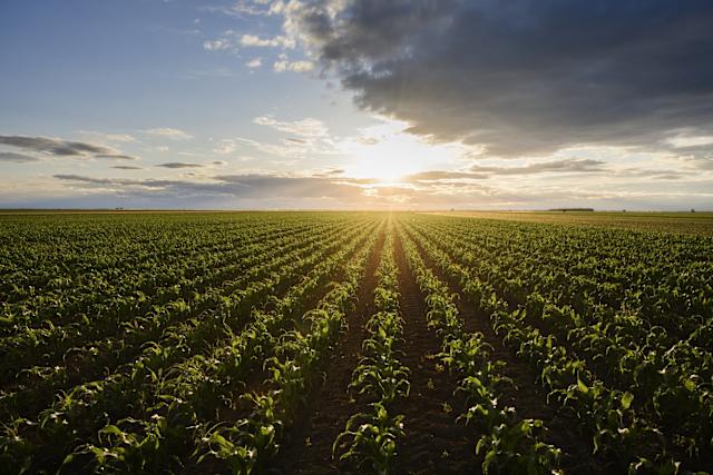 Agricultural landscape